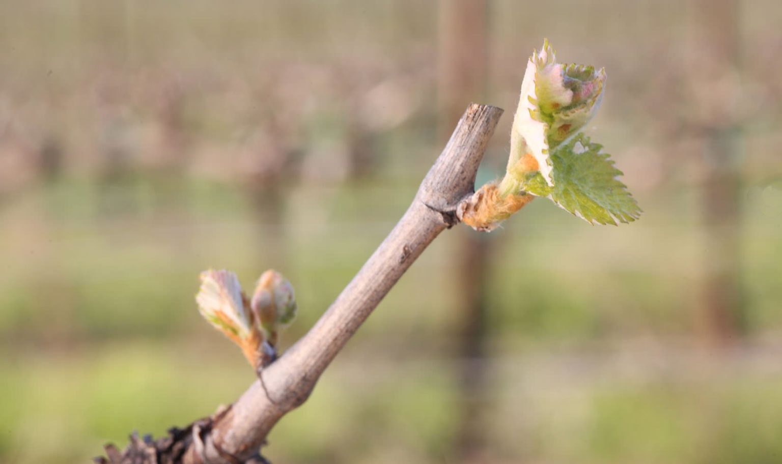 Spring in the Vineyard